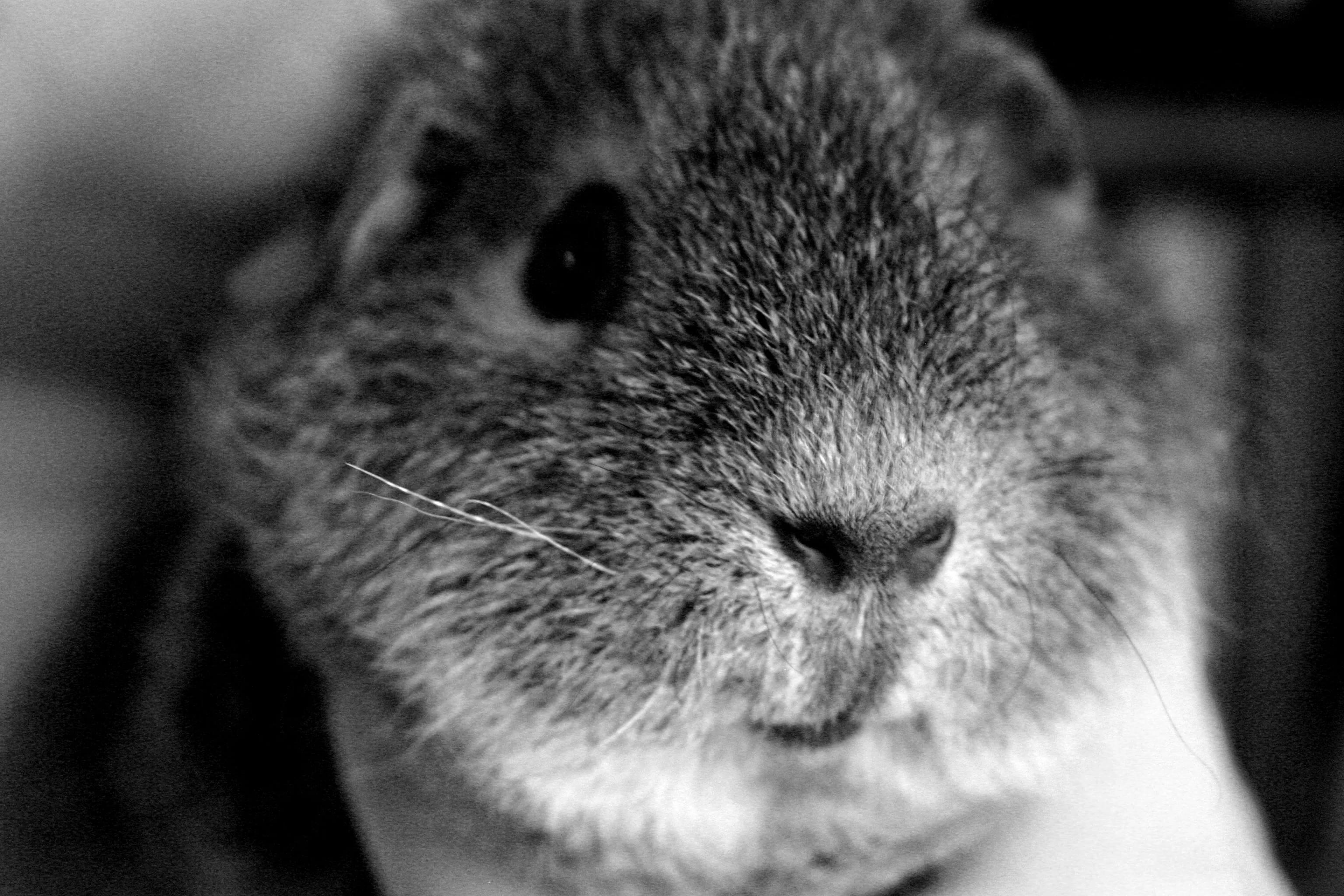 Eevi the guinea pig