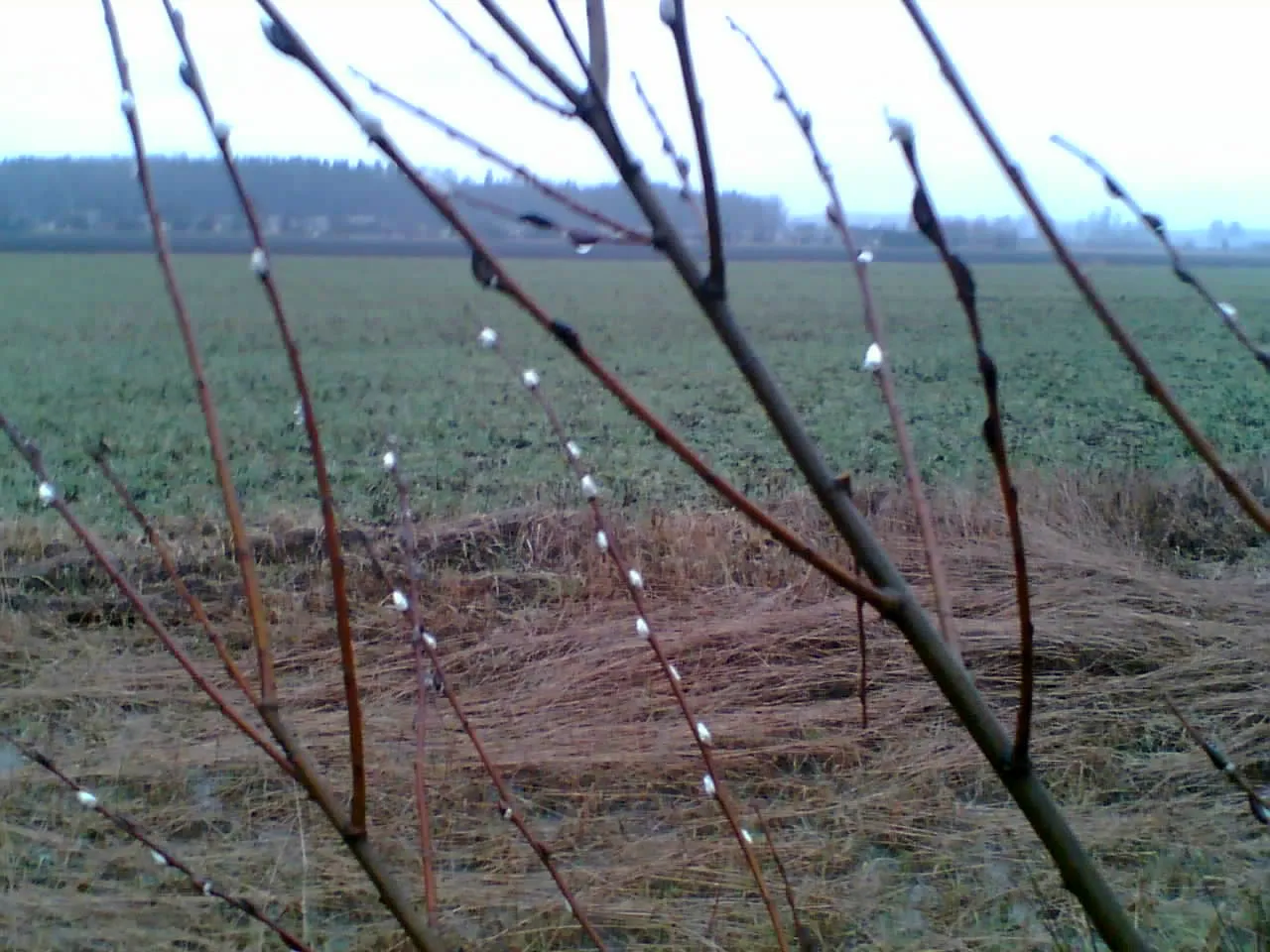 Catkins in December!